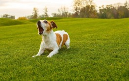 casa vacanze animali ammessi umbria